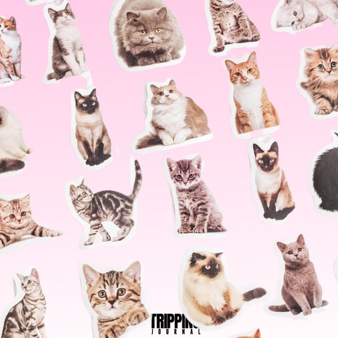 Cat Selfies: 45 Piece Sticker Set🐈